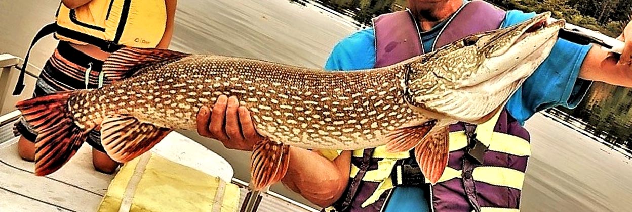 un Impressionnant brochet de taille record pour un heureux pêcheur